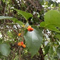 Tiliacora acuminata (Lam.) Miers